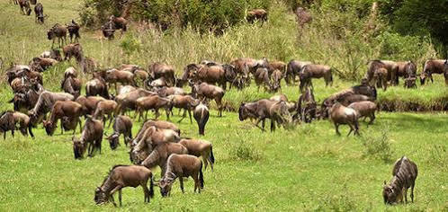 Mara River Lodge Aitong エクステリア 写真